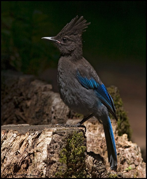 _0SB6413 stellers jay.jpg
